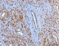 Anti-YY1 Antibody Picoband™ (monoclonal, 3F3E7)